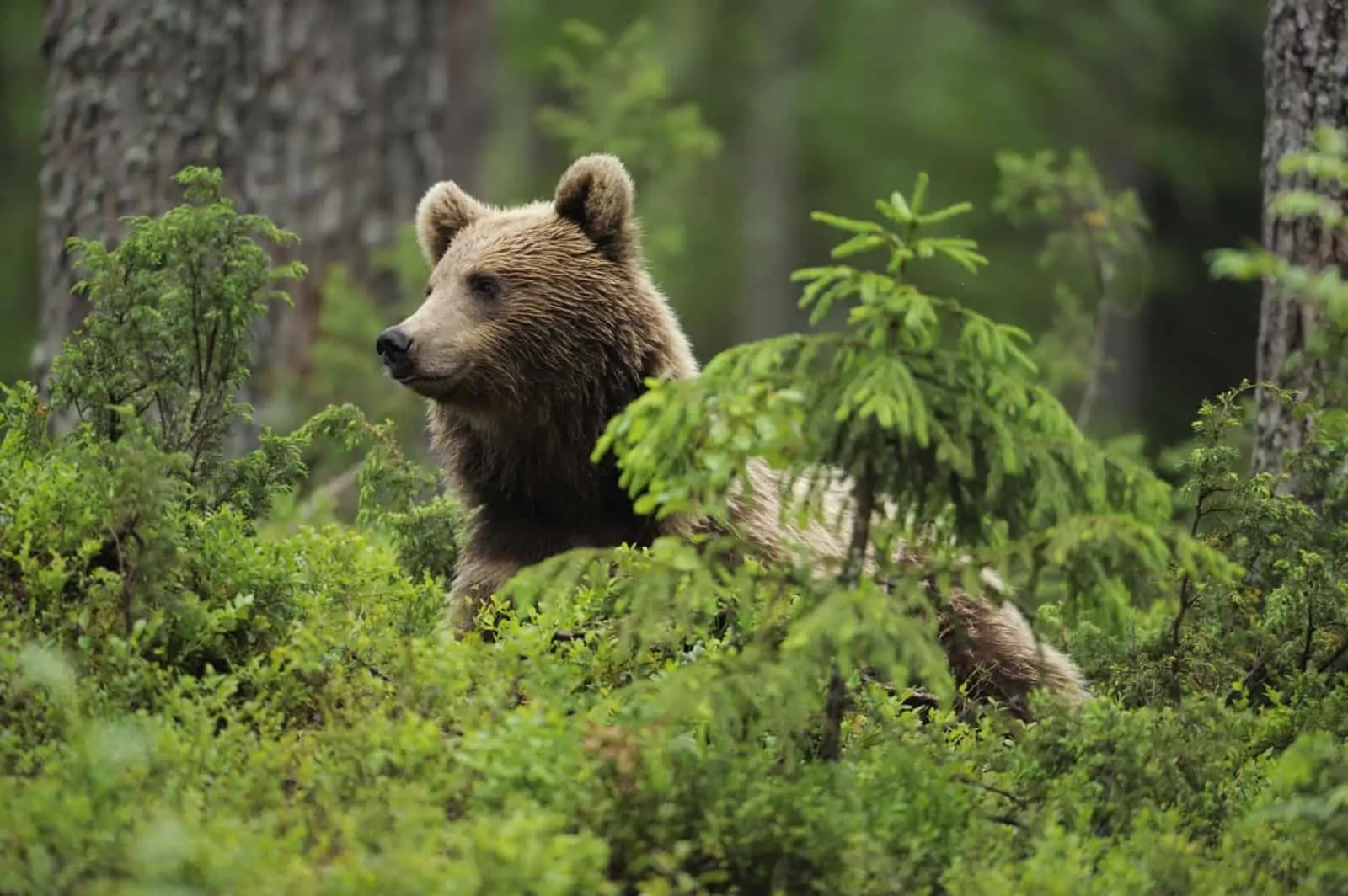 Braunbär, © by Wild Wonders of Europe/ Staffan Widstrand/ WWF Braunbär, © by Wild Wonders of Europe/ Staffan Widstrand/ WWF