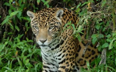 Mit der Kettensäge gegen Jaguar und Anaconda