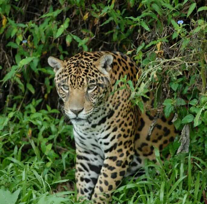 Mit der Kettensäge gegen Jaguar und Anaconda