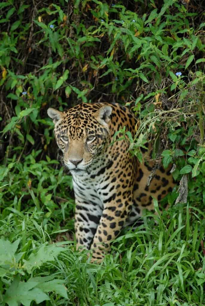 Amazonas - Jaguar