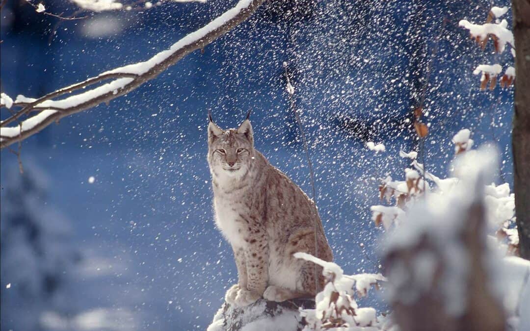 Wunschliste des WWF Österreich an das Umwelt-Christkind Nikolaus B.