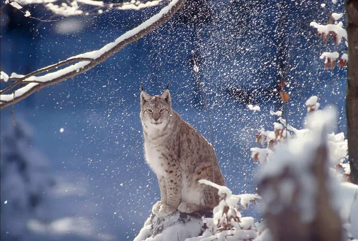 Eurasischer Luchs (Lynx lynx) im Schnee arbeit-des-wwf-bedrohte-arten-patenschaft-luchs