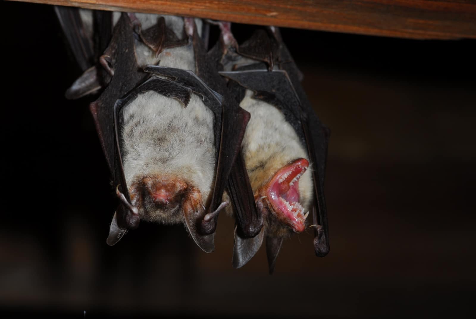 Großes Mausohr Fledermaus fledermaeuse-grosses-mausohr