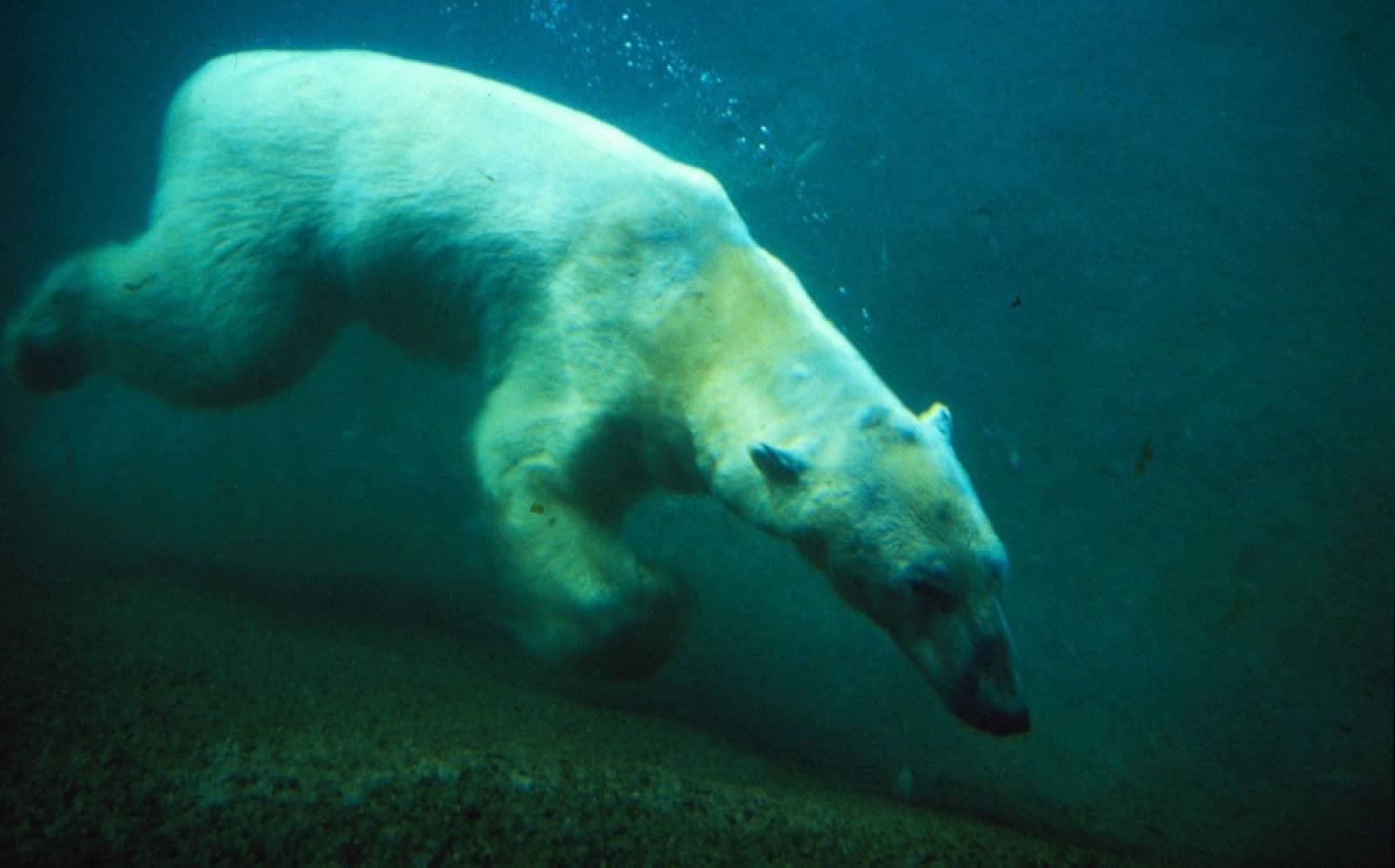 Tauchender Eisbär, © by Terry Domico / WWF-Canon Tauchender Eisbär, © by Terry Domico / WWF-Canon
