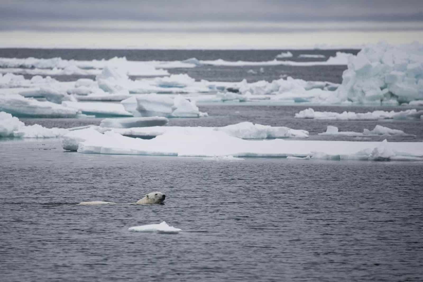 Schwimmender Eisbär, © by Sindre kinneröd / WWF-Canon