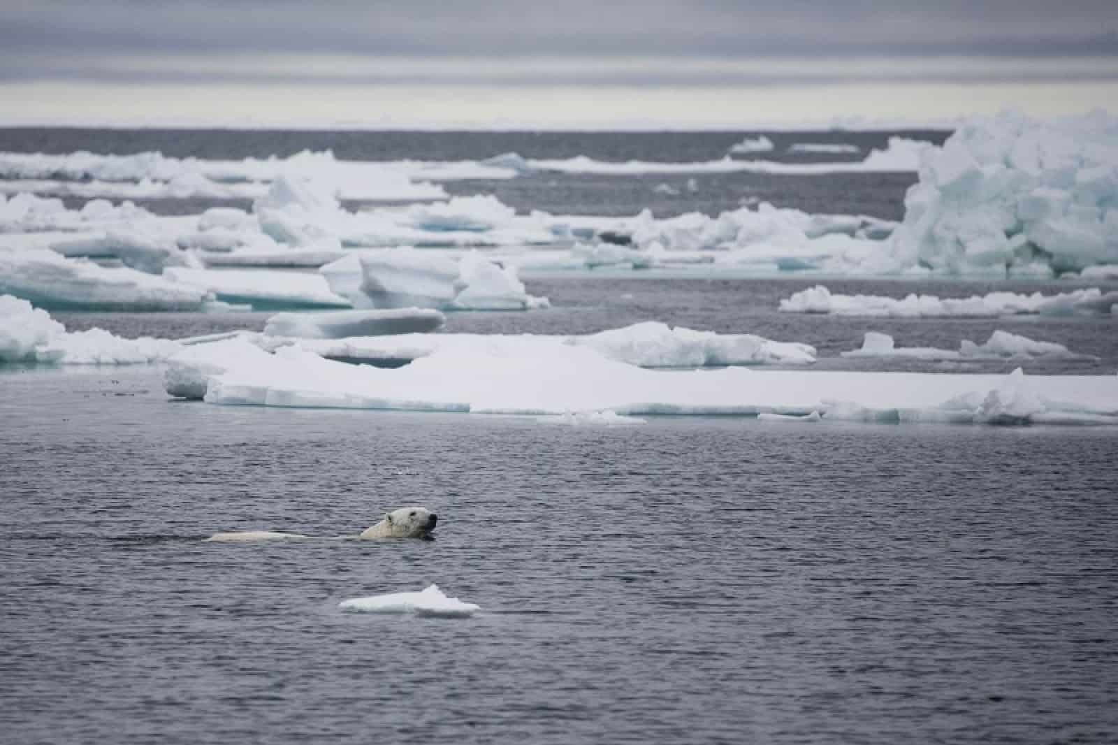 Schwimmender Eisbär, © by Sindre kinneröd / WWF-Canon Schwimmender Eisbär, © by Sindre kinneröd / WWF-Canon