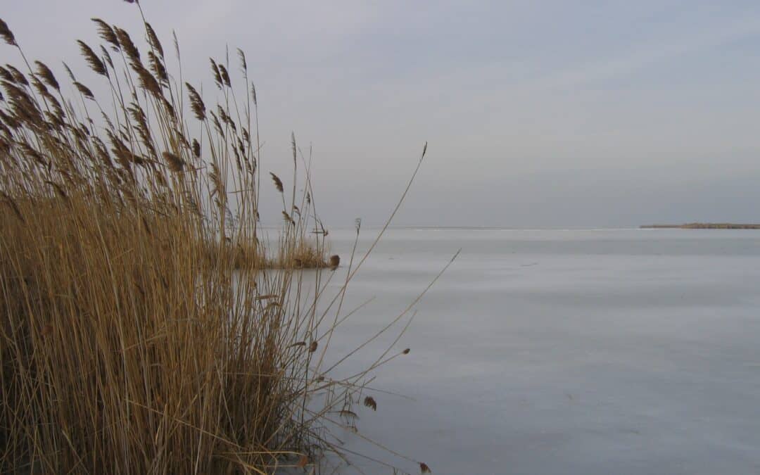 Österreichs größter See: Der Neusiedler See