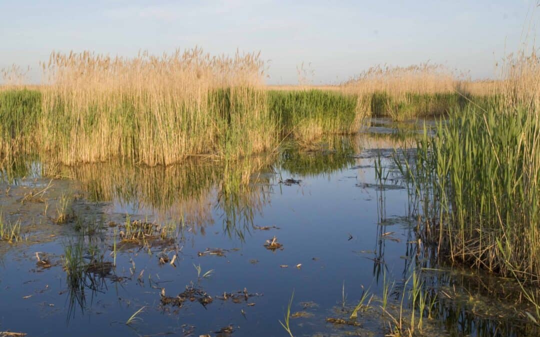 Die Einzigartigkeit des Schilfgürtels des Neusiedler Sees