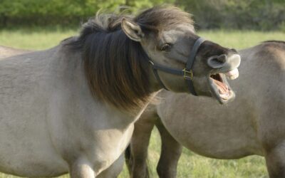 Konik-Pferde machen das WWF-Auenreservat Marchegg zum Heuschrecken-Hotspot