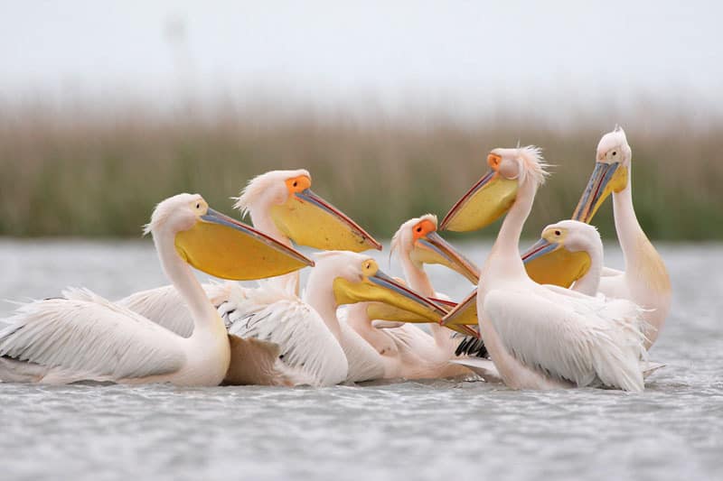 Weiße Pelikane im Donau-Delta