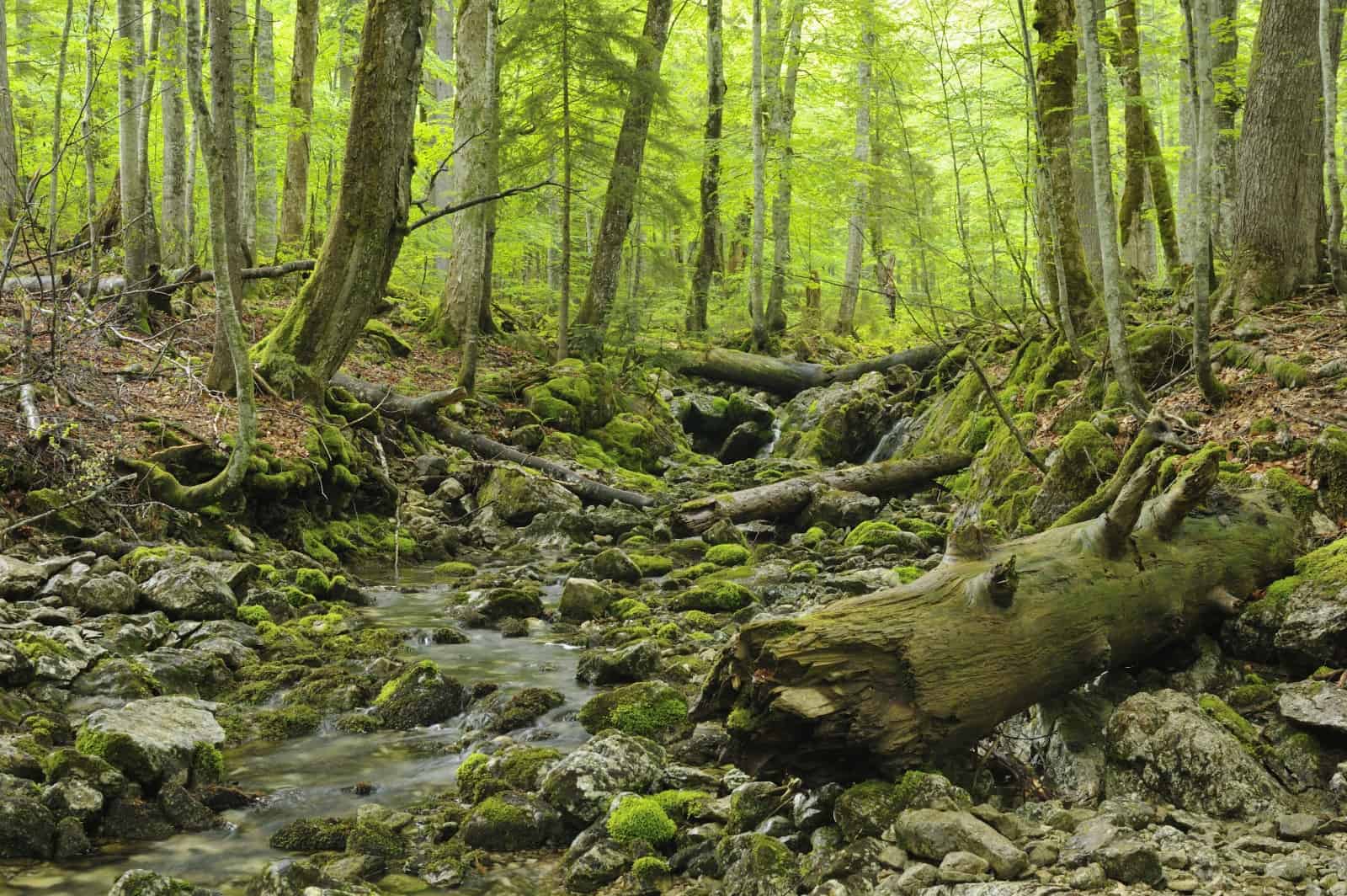 ausschnitt-von-einem-gruenem-wald-wwf-rothwald