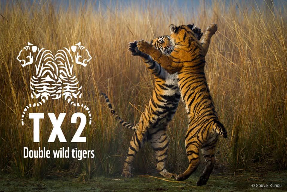Double Tiger