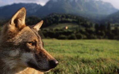 WWF: ‚Wolfsfreie Zonen‘ sind praktisch und rechtlich unmöglich