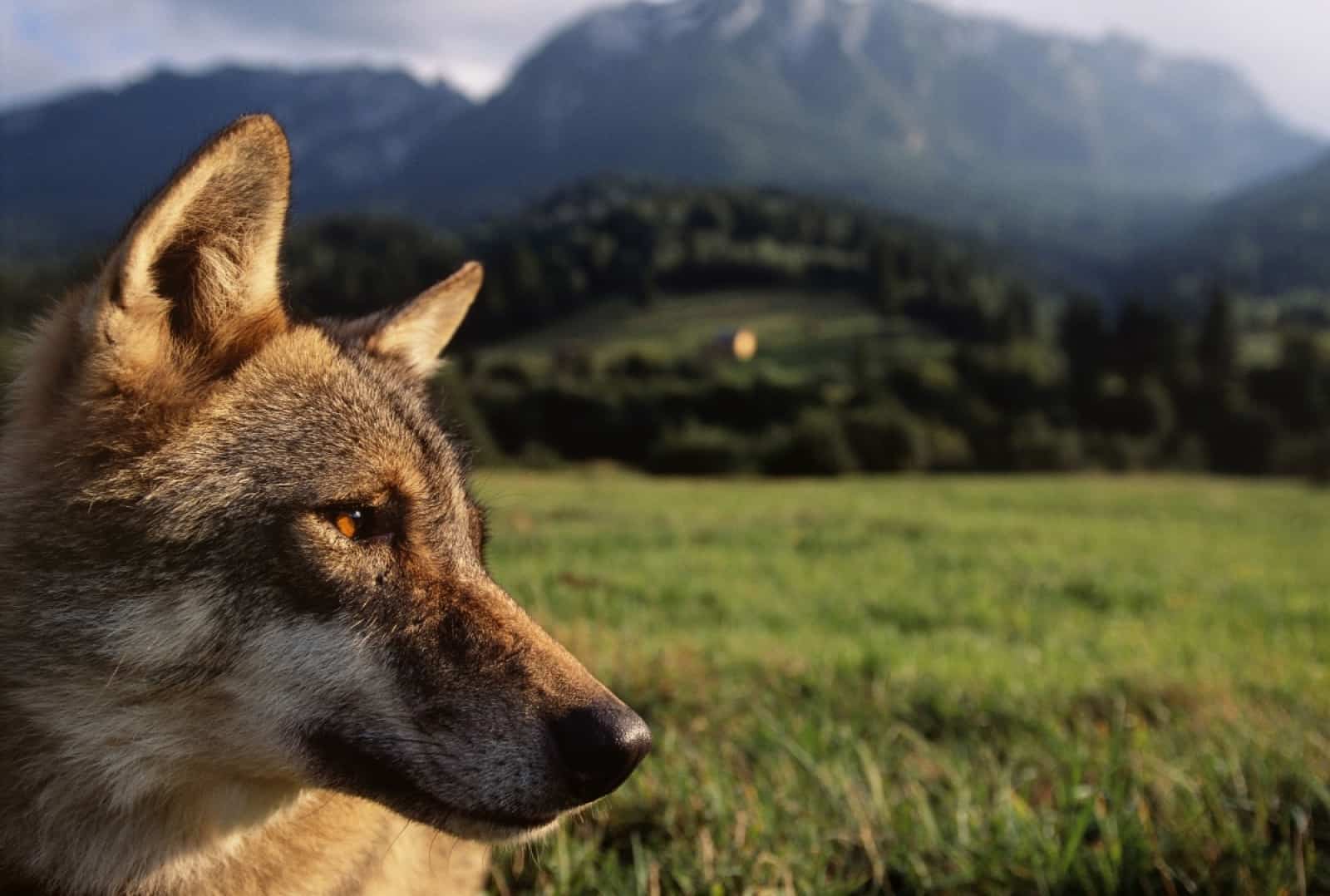 europaeischer-wolf-auf-einer-wiese-vor-einem-berg