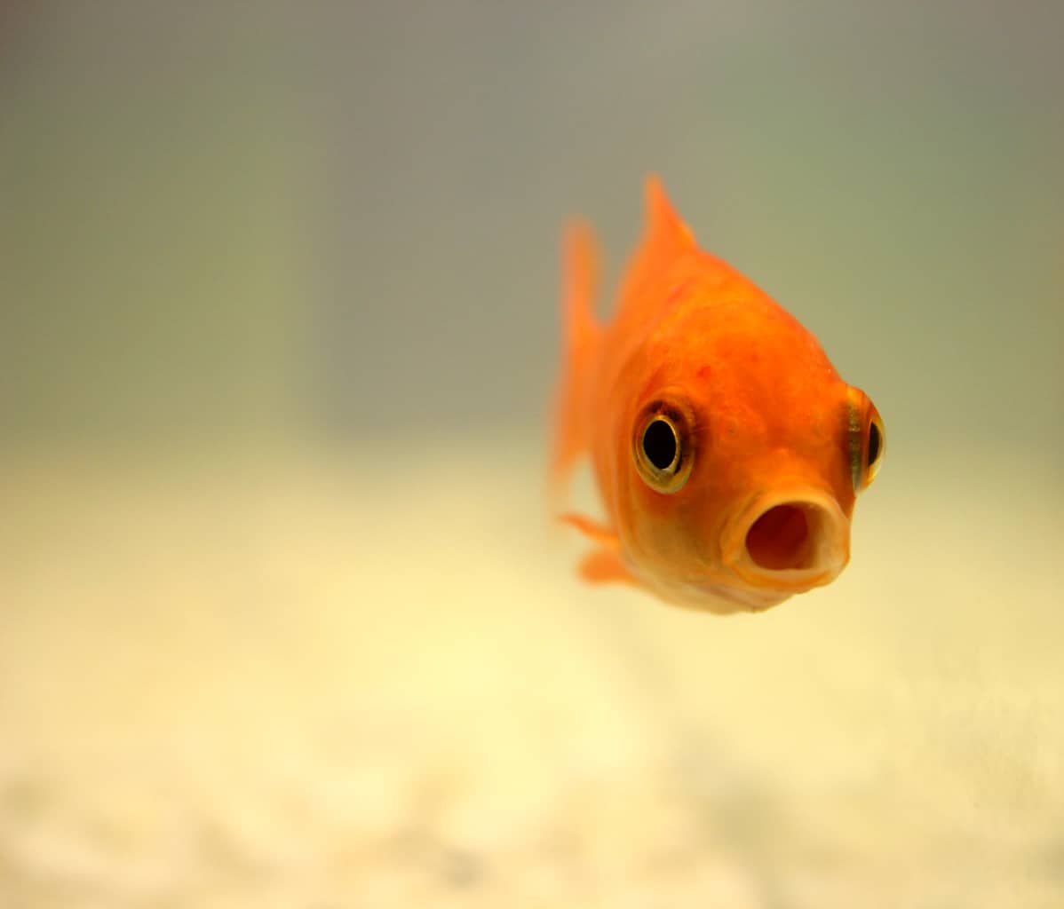 Goldfisch, © by Alexandra Bucurescu  / pixelio.de