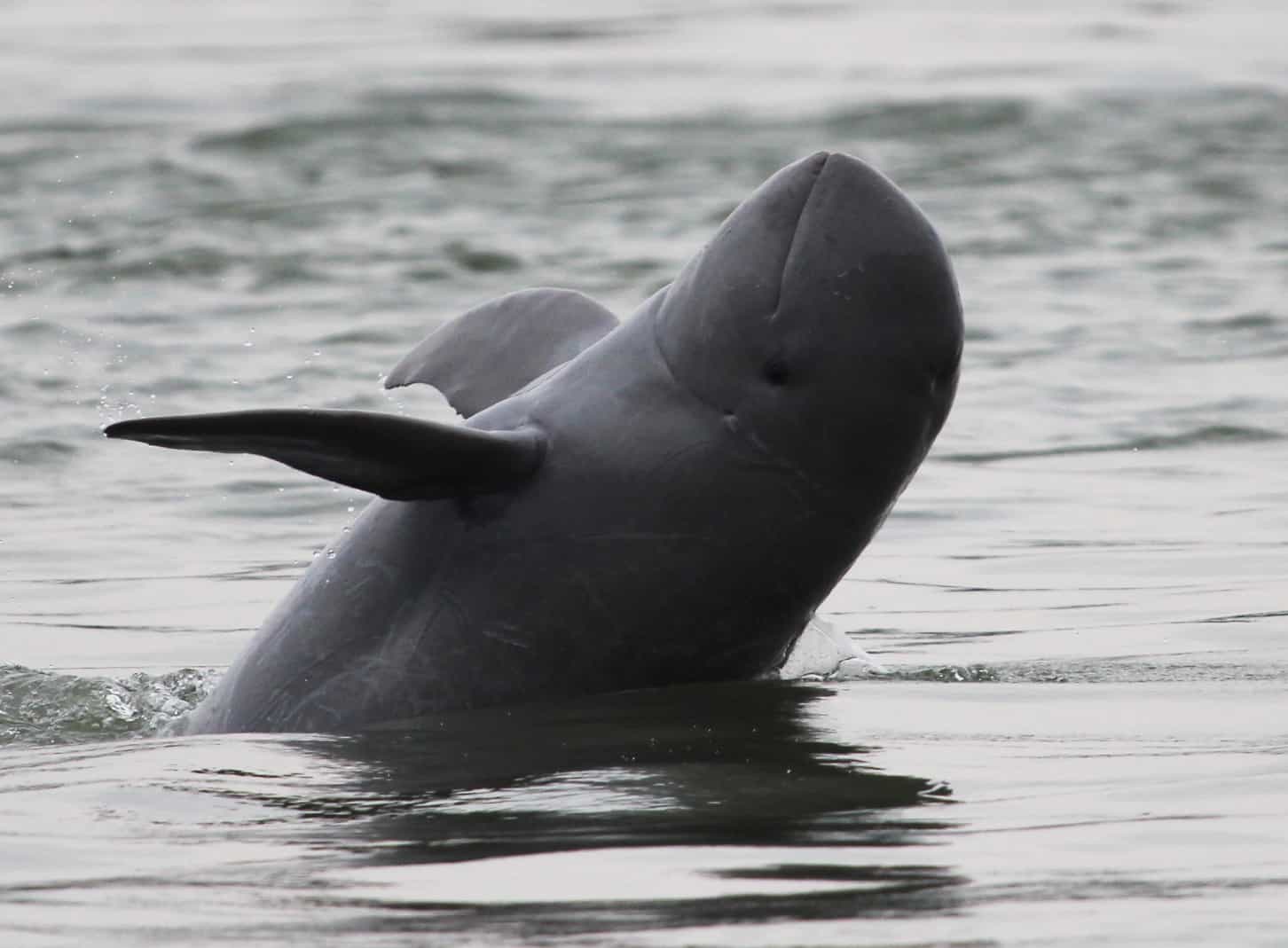 Nachwuchs bei den Mekong-Delfinen