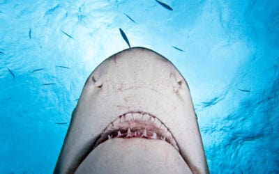 Gejagte Jäger: Die Haie des Mittelmeers