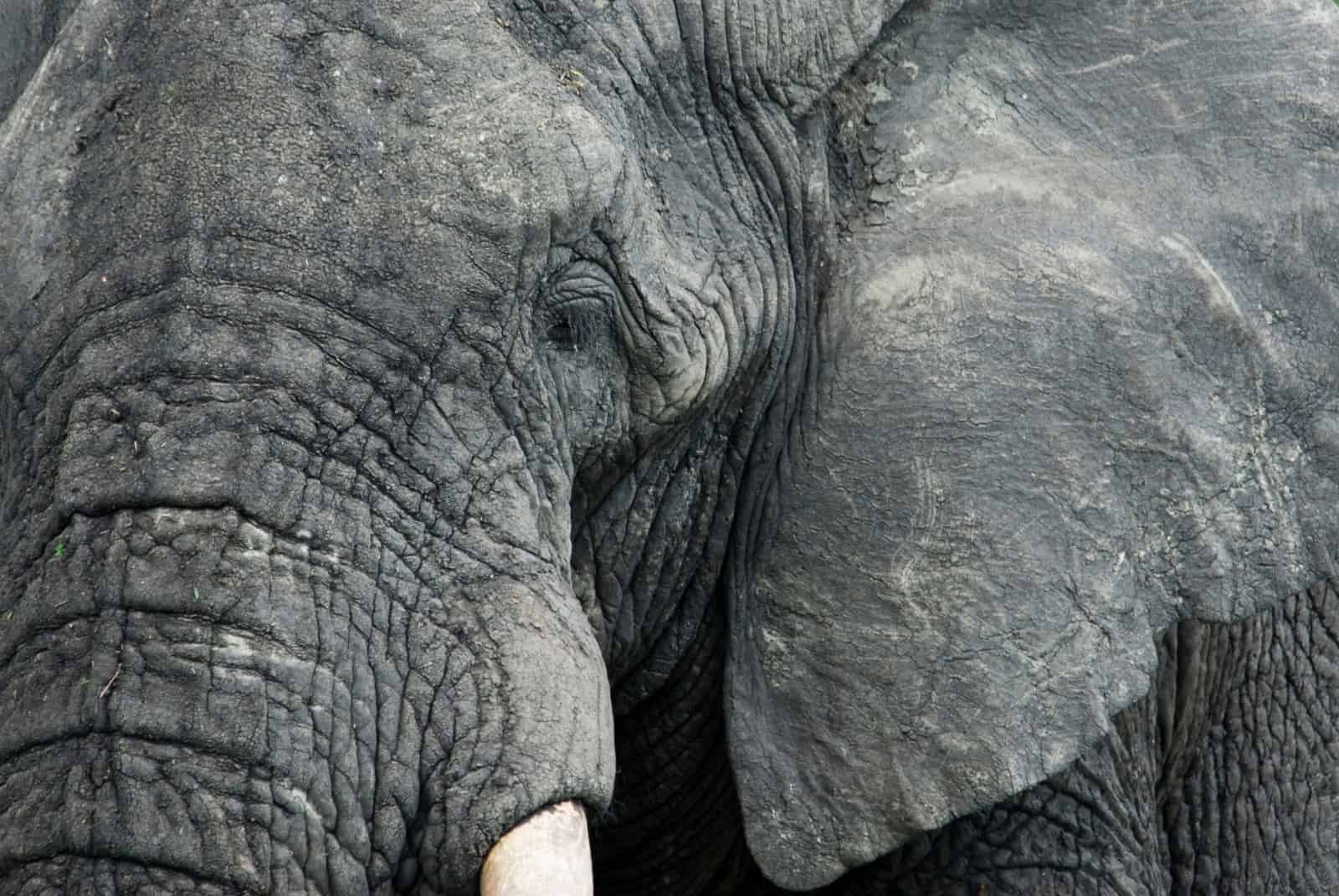 Spitzen Nachricht für Elefanten