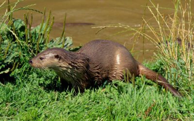 WWF: Kärntner Landesregierung lässt bis zu 30 Prozent der Fischotter töten