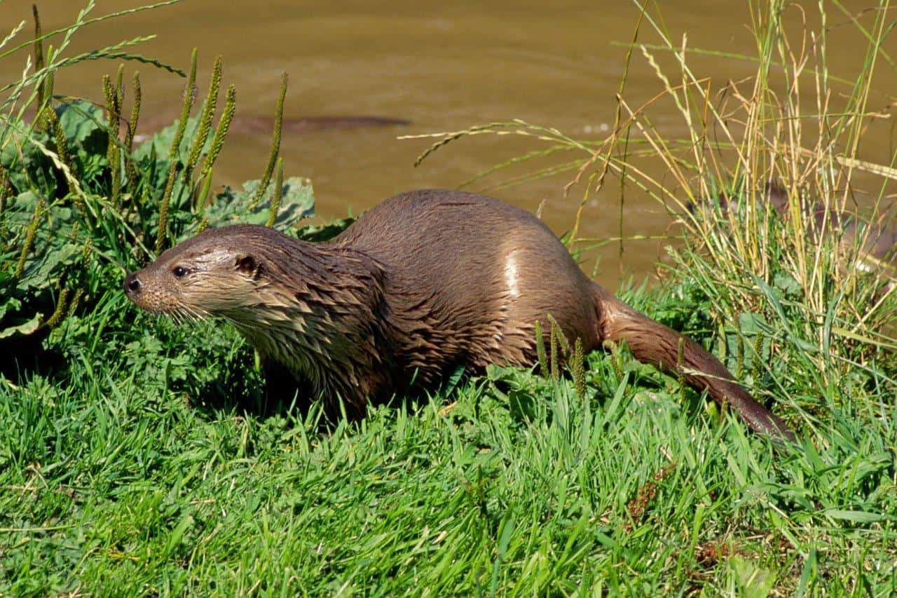 Ein Fischotter am Flussufer Ein Fischotter am Flussufer