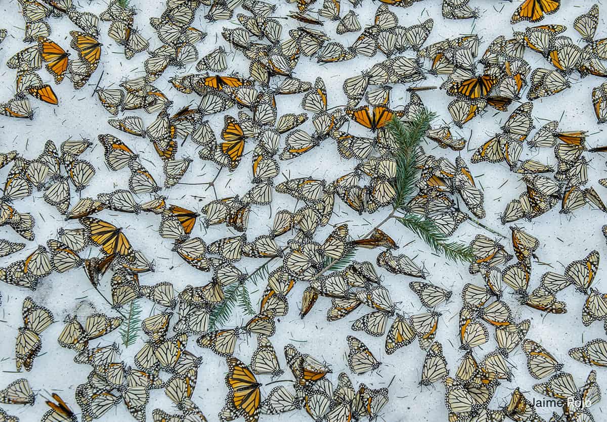 Schmetterlinge im Schnee