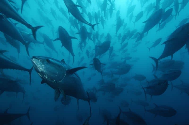 Blauflossenthunfischschwarm, © by Brian J. SKERRY_National Geographic Stock_WWF Blauflossenthunfischschwarm, © by Brian J. SKERRY_National Geographic Stock_WWF