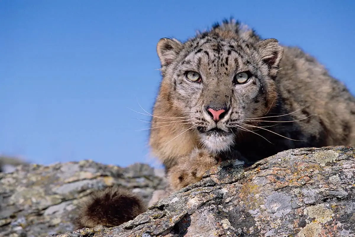 Der Schneeleopard: Stark gefährdet nahaufnahme-von-liegendem-schneeleopard-frontal-wwf-fakten-schneeleopard-video