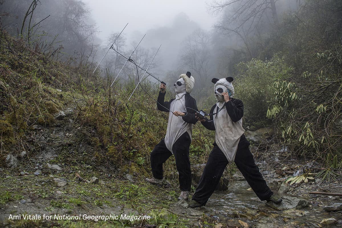 Ab in die Wildnis, ihr Pandas!