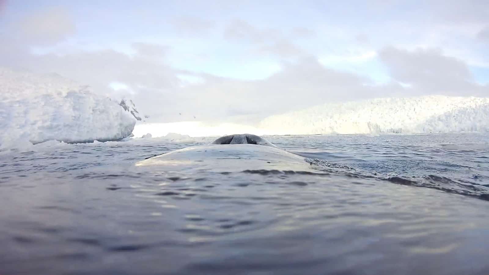 „Whale-Cams“ zu Forschungszwecken