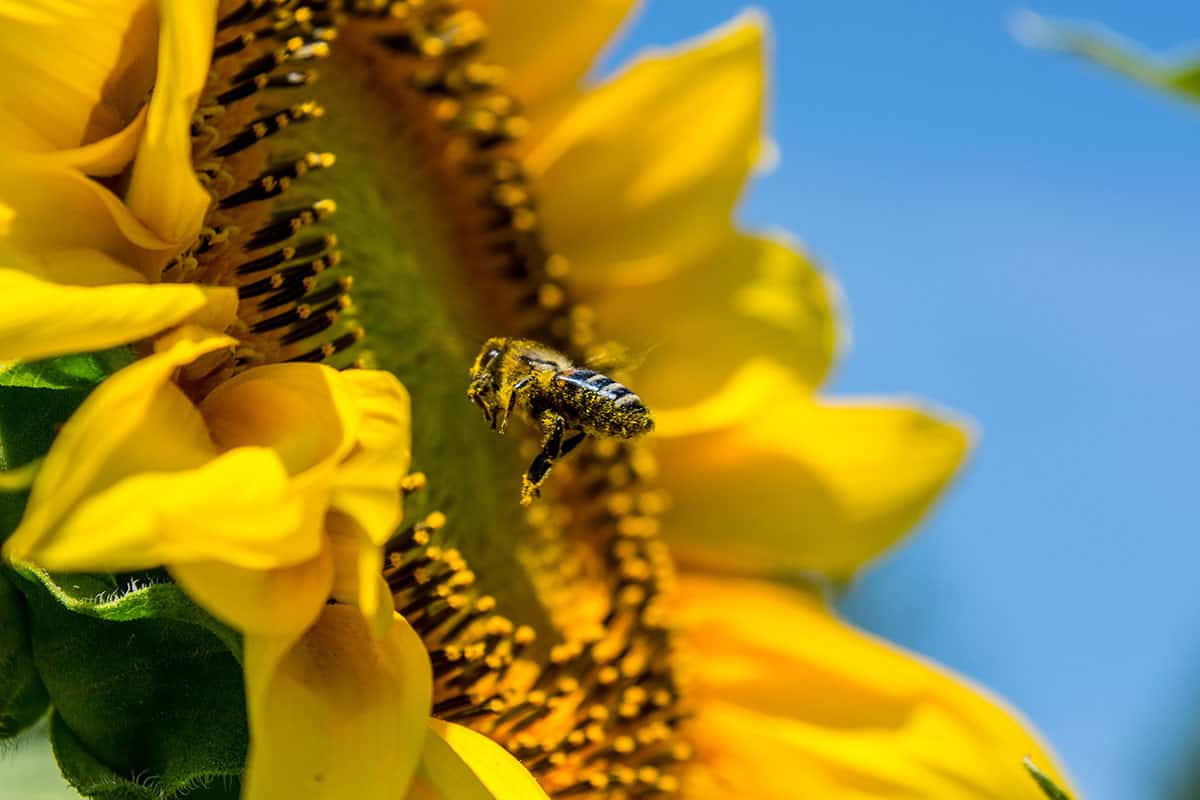 Eine Biene im Anflug auf eine Sonnenblume