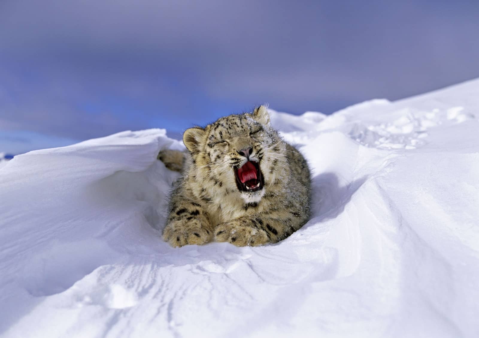 Schneeleopard © naturepl.com/Andy Rouse/WWF-Canon
