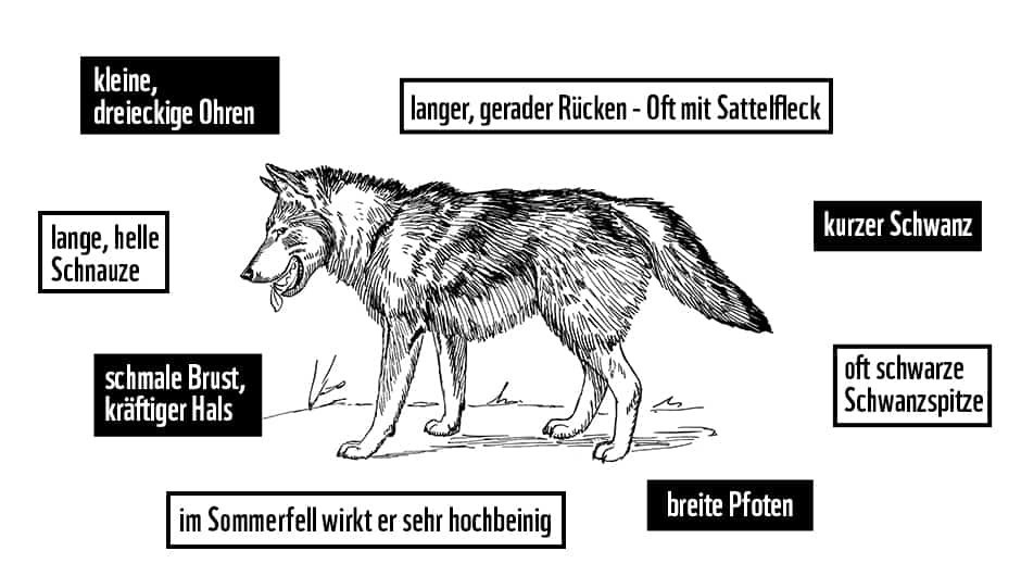 Merkmale eines Wolfs