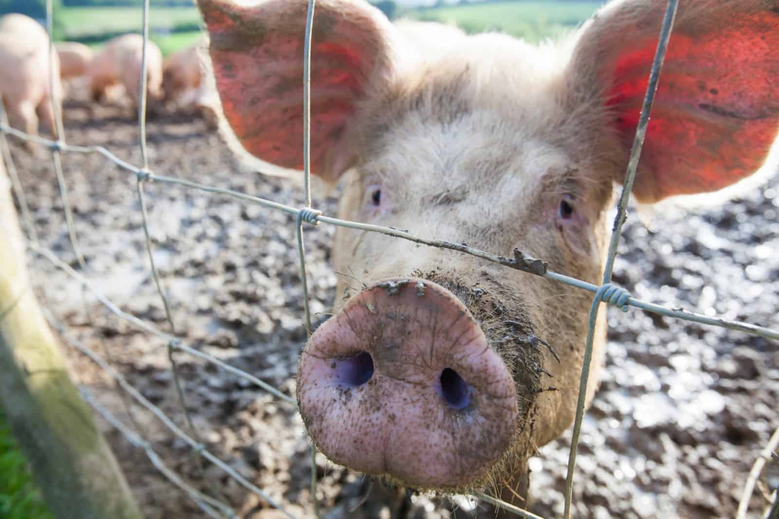 schwein-frontal-mit-fokus-auf-schnauze-abgebildet-wwf-fleischkonsum-auswirkungen