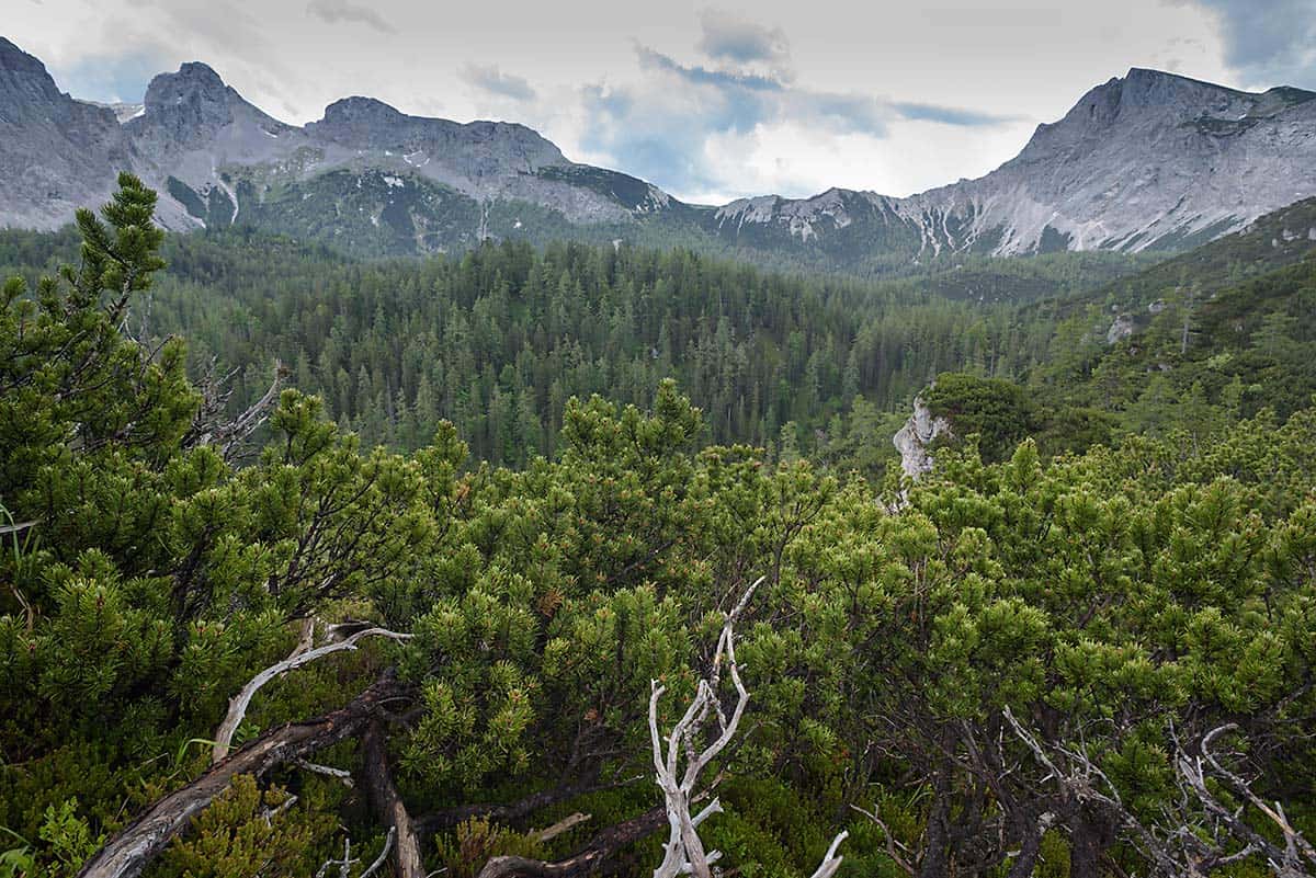 Kräuterin, Hochschwabgruppe , © by Matthias Schickhofer Kräuterin, Hochschwabgruppe , © by Matthias Schickhofer