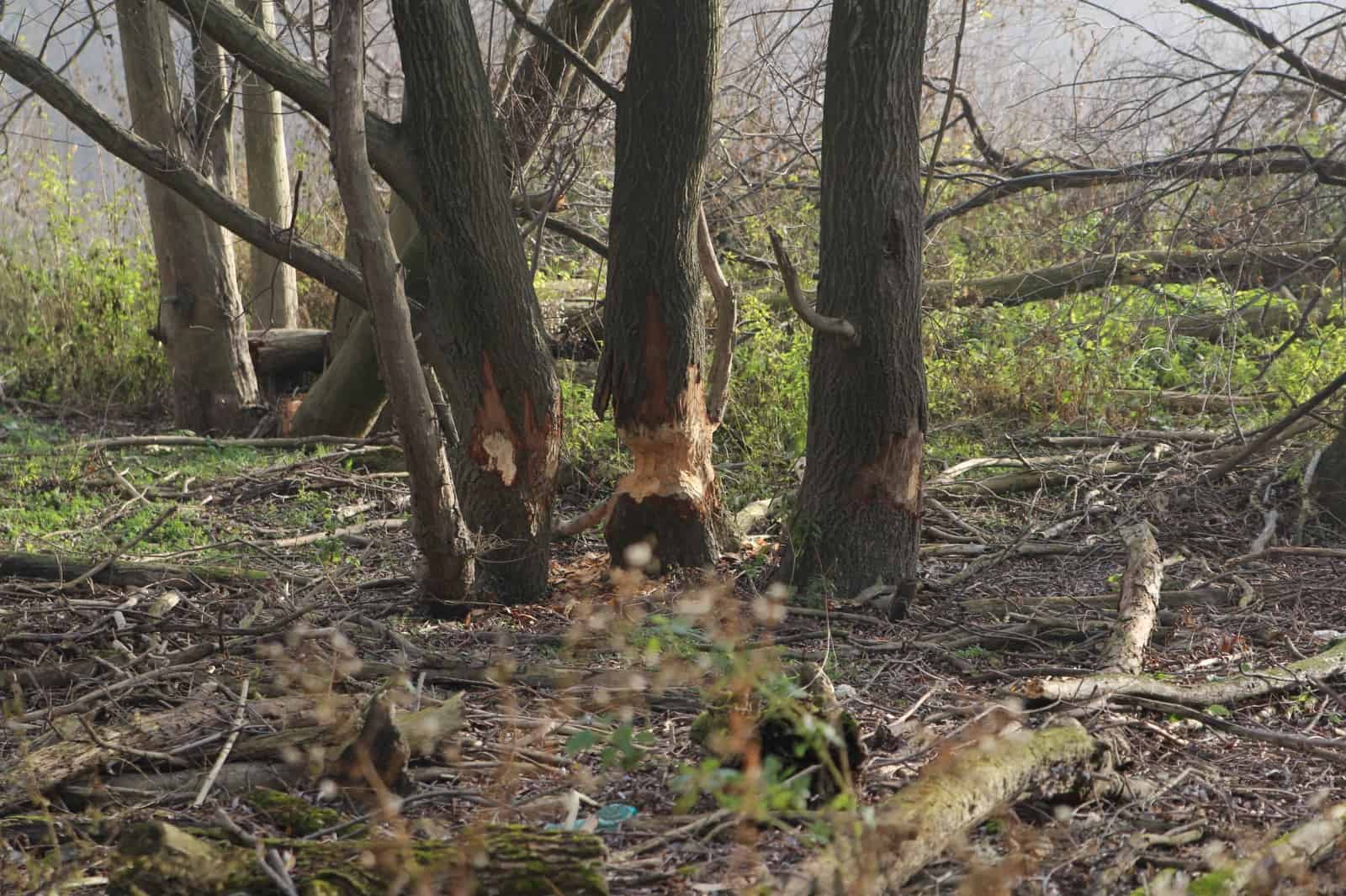 angenagter Baum, © by M. Stelzhammer/WWF angenagter Baum, © by M. Stelzhammer/WWF