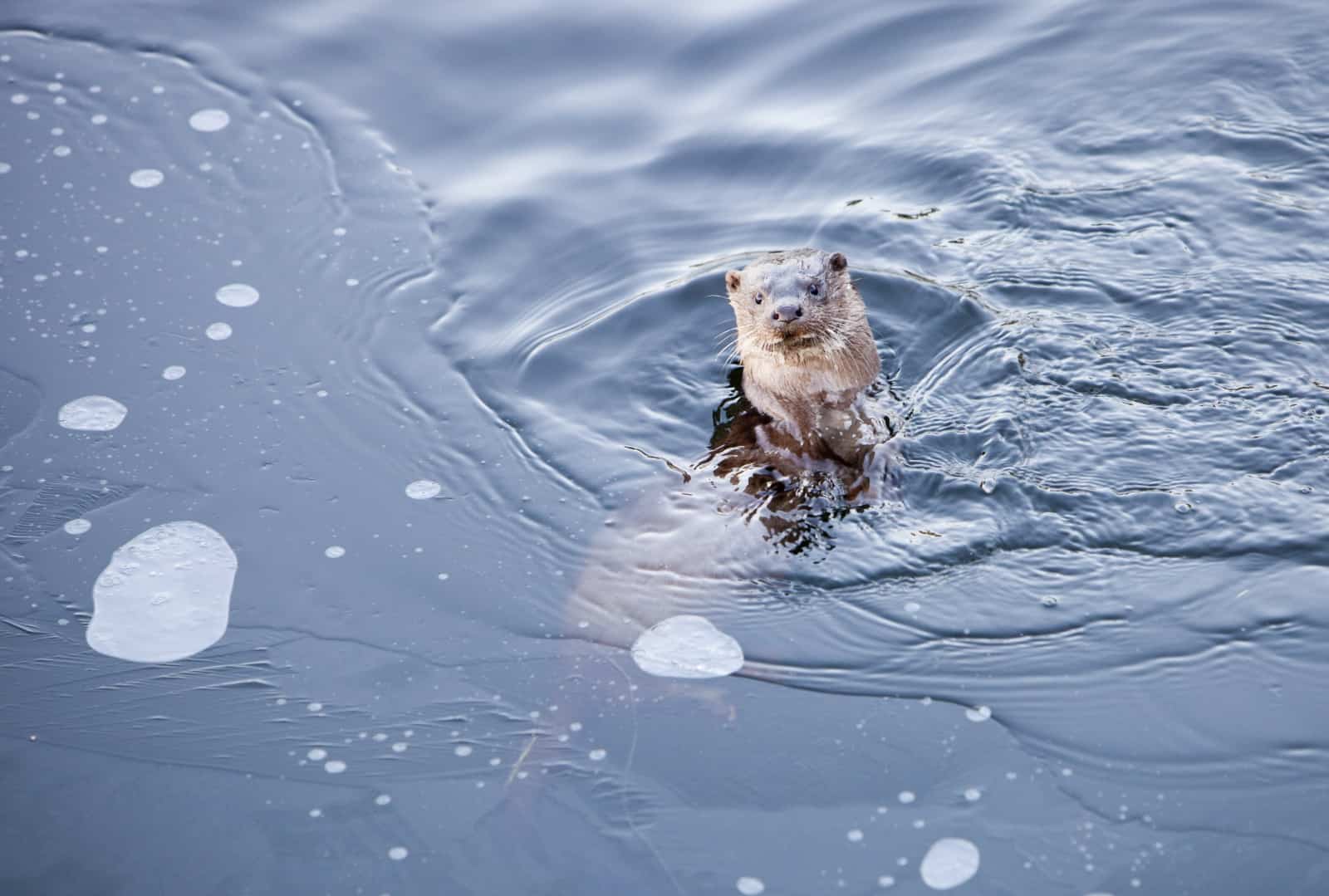 Fischotter im Wasser, © by Global Warming Images/WWF Fischotter im Wasser, © by Global Warming Images/WWF