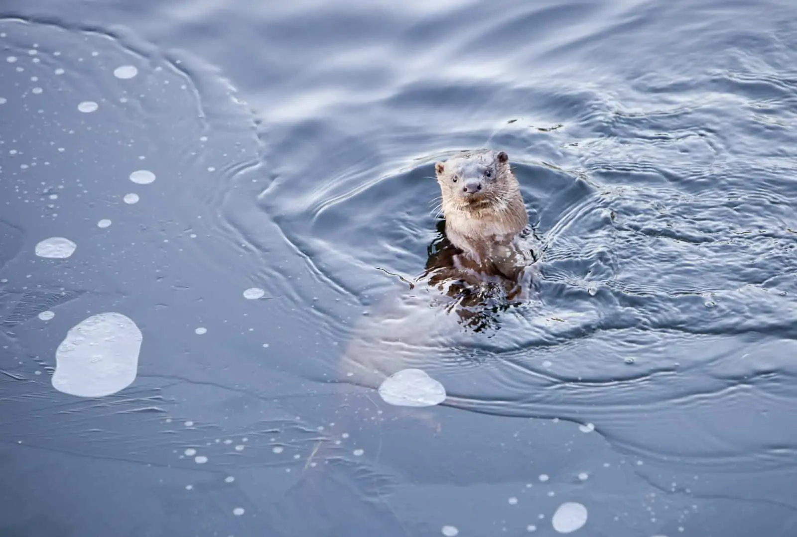 Fischotter im Wasser, © by Global Warming Images/WWF Fischotter im Wasser, © by Global Warming Images/WWF