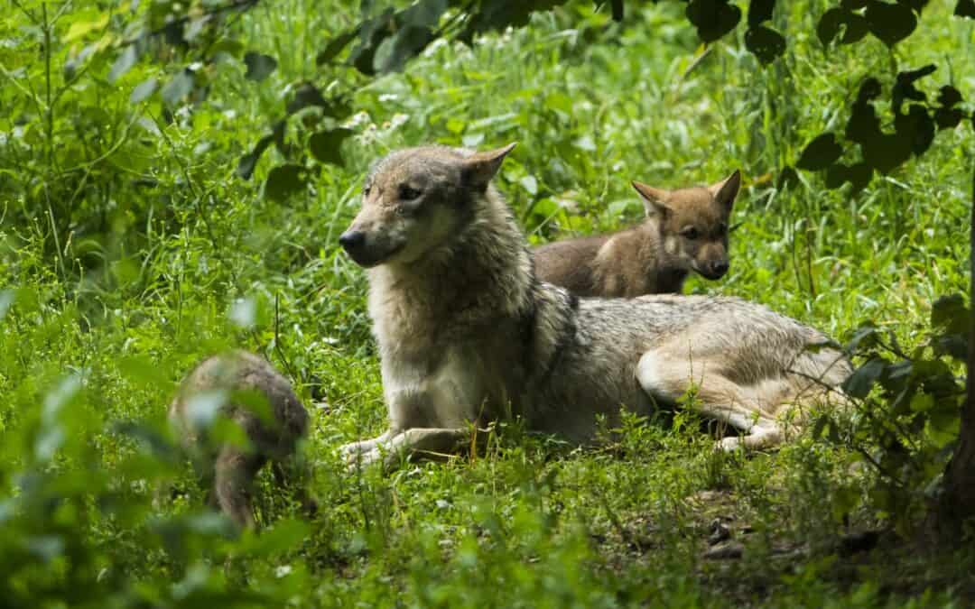 10 Mythen rund um den Wolf