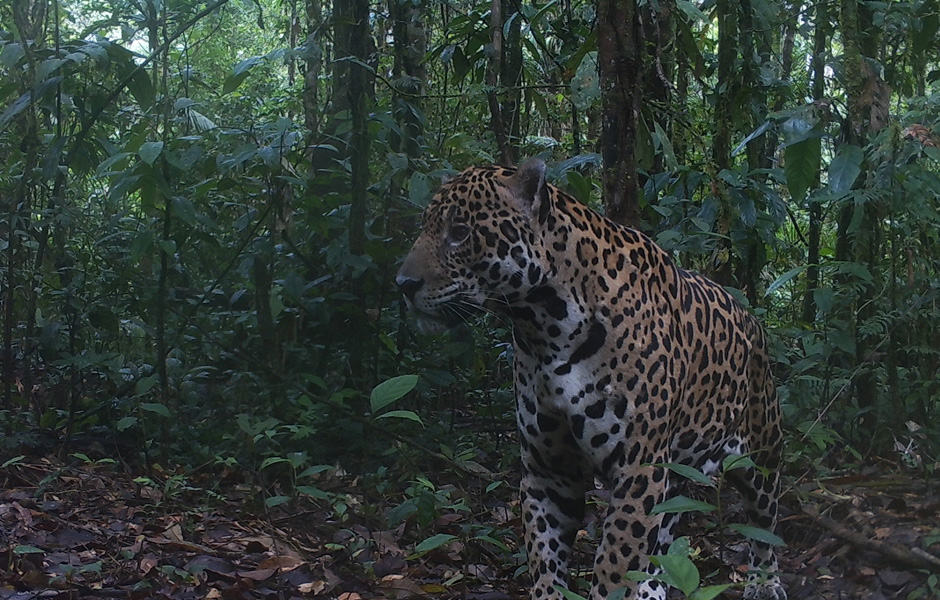 Schauen Sie mal: Jaguar vor der Kamera!