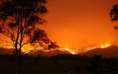 3 Milliarden Tiere Opfer der Buschbrände in Australien