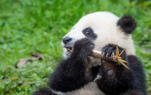 Bambus ist so lecker, © by R.Barrett/WWF-UK