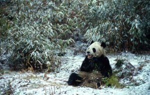 Wir Pandas sind auch im Winter aktiv, © by F.Pölking/WWF