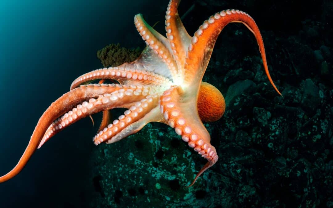 Tintenfische: Die Genies der Meere