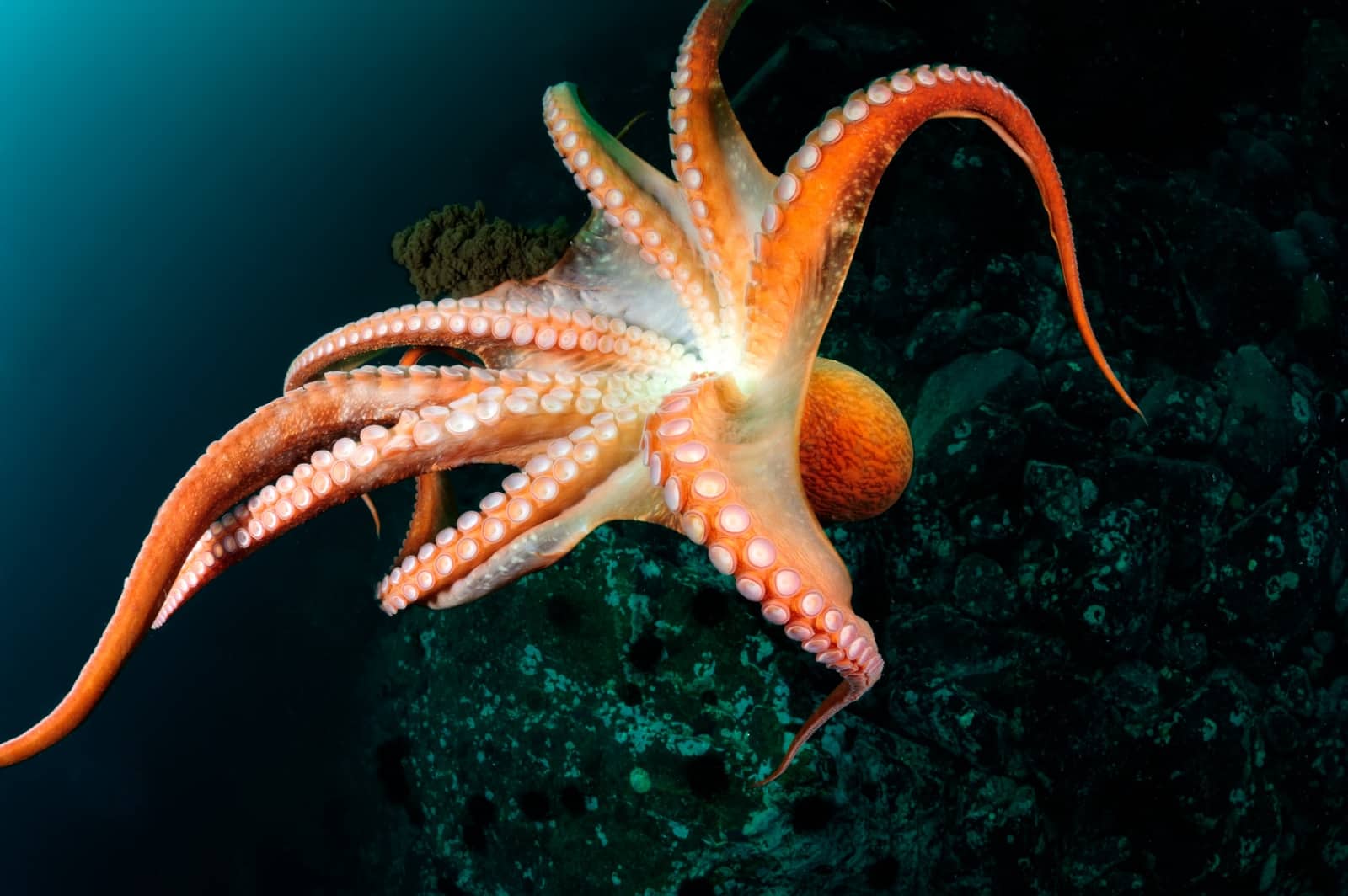 Ein prächtiger Oktopus