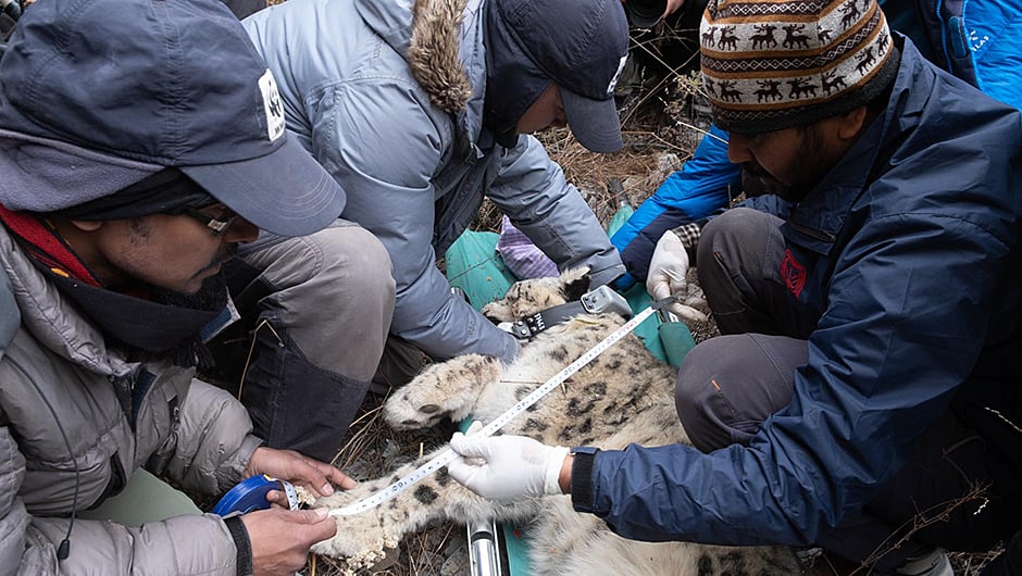 WWF Österreich Geschäftsführerin Andrea Johanides bei der Montage einer Wildtierkamera