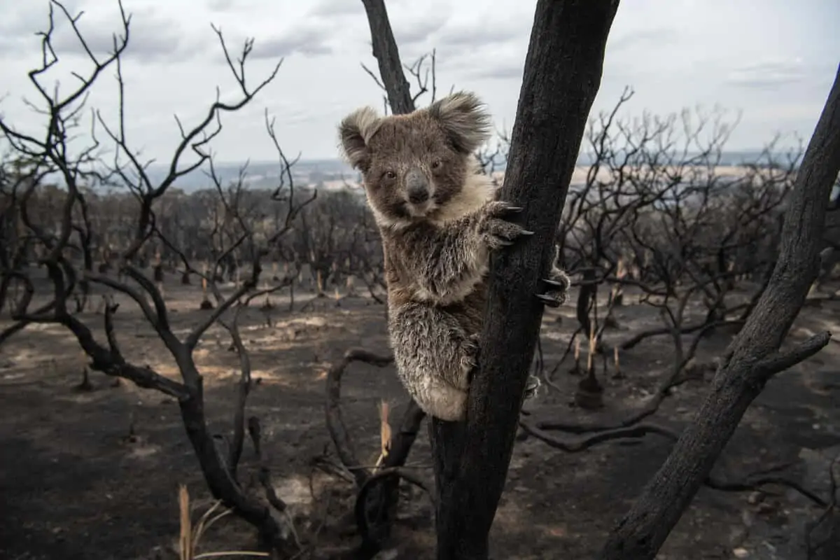 Koalabär auf Kangaroo Island nach Rekordbränden (Australien) Anfang 2020, © by Brad Fleet / Newspix Koalabär auf Kangaroo Island nach Rekordbränden (Australien) Anfang 2020, © by Brad Fleet / Newspix