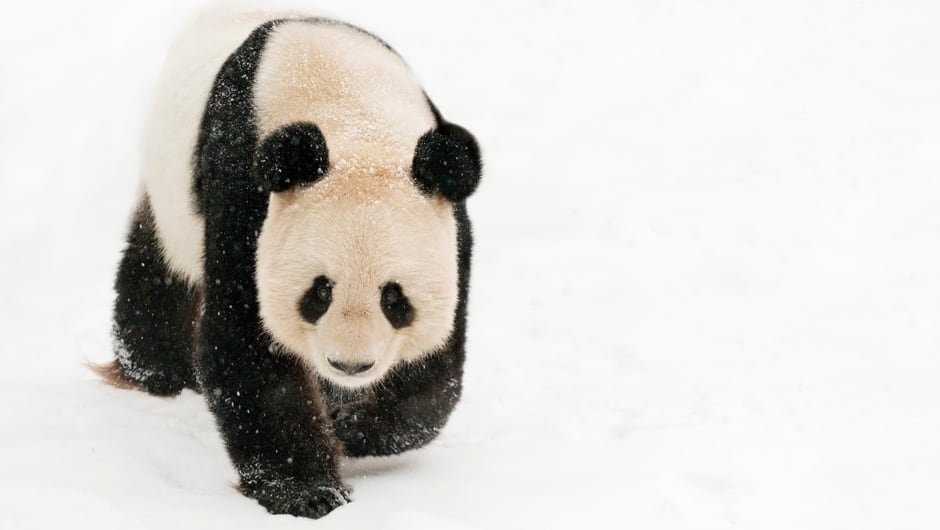Was treiben Schneeleopard, Tiger, Polarfuchs oder Pinguin im Winter?