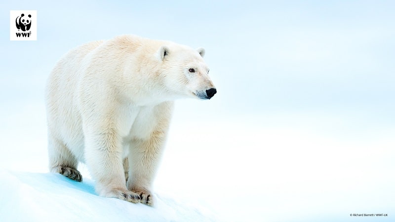 Eisbär als Hintergrundbild für Videokonferenzen, © by Richard Barrett / WWF-UK