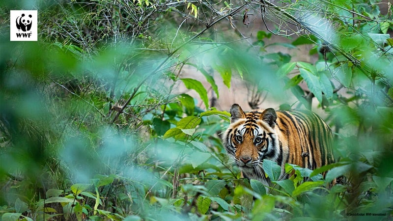 Tiger als Hintergrundbild für Videokonferenzen © Suyash Keshari / WWF International
