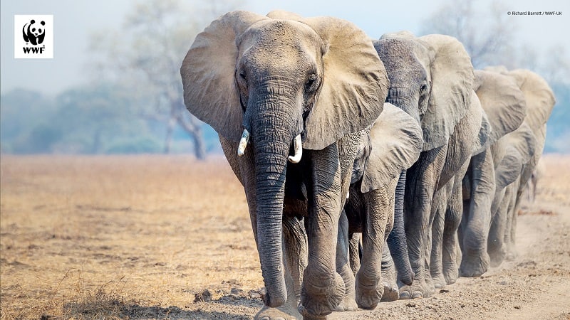 Elefant als Hintergrundbild für Videokonferenzen, © by Richard Barrett / WWF-UK